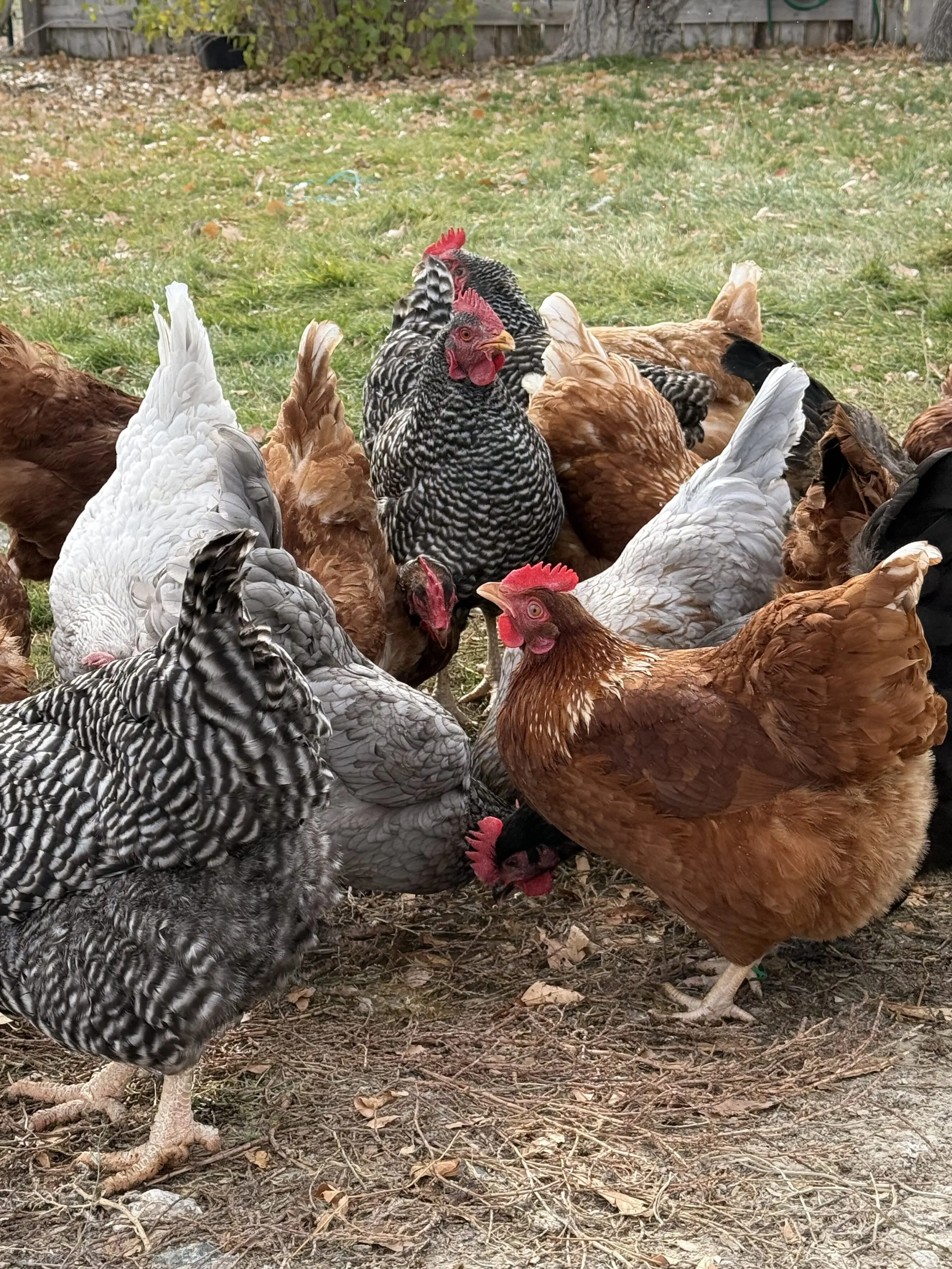 Free-range backyard hens for fresh, local Negri Eggs gathered daily